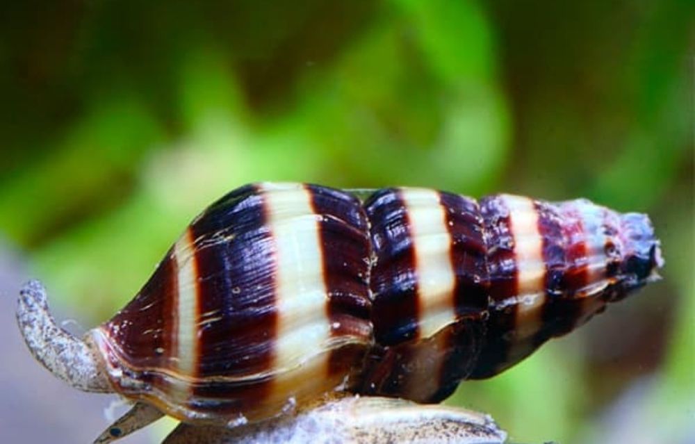 Caracol   Helena