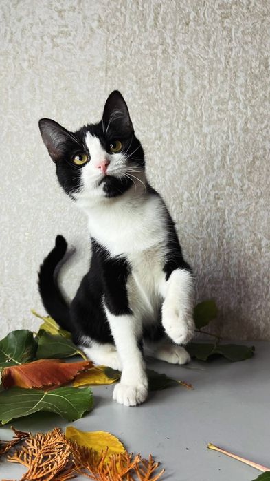 Отдам черно-белого котенка, девочка, 4 месяца