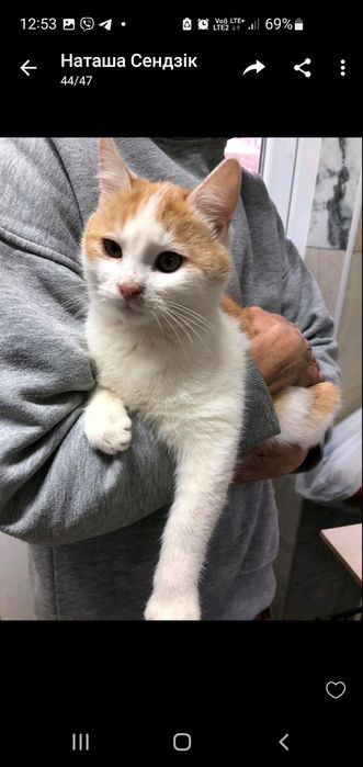 Кошенята підлітки