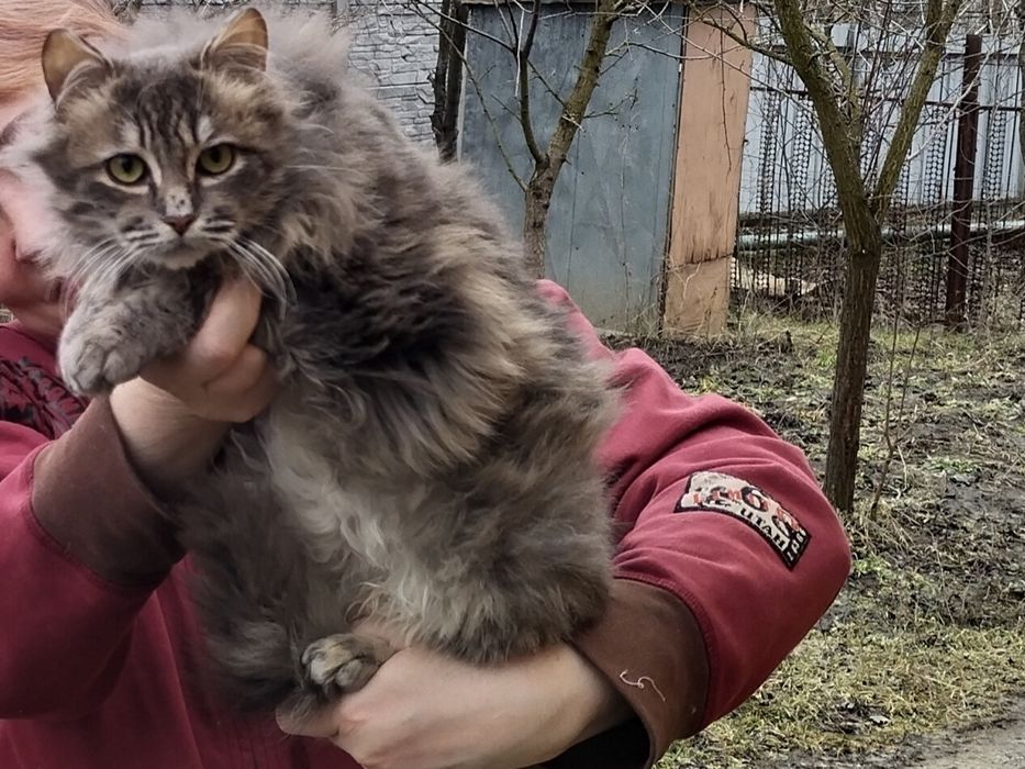 Котик 7-8 месяцев, пушистый, ласковый, мурчащий . В хорошие,добрые  ру