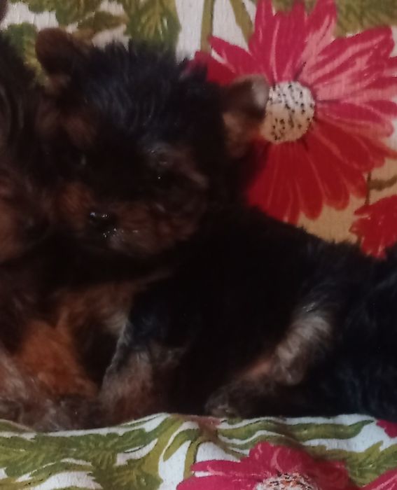 Чистокровные девочки йорка мини и мелкий стандарт