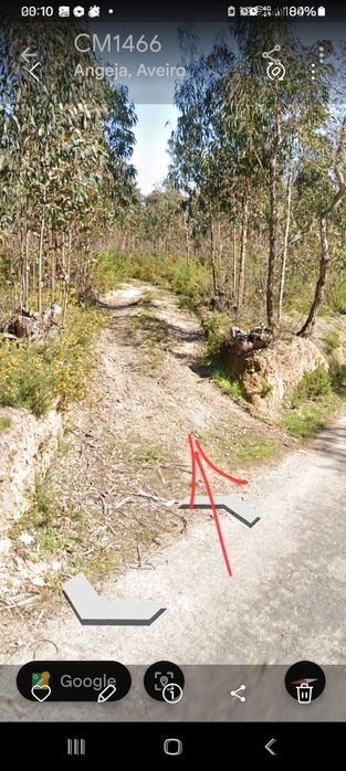 Terreno eucaliptal