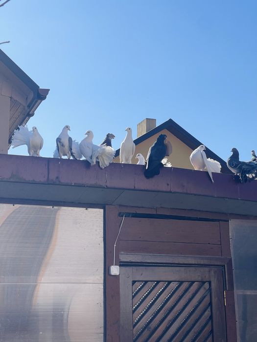 Дуже гарні птахи для дому