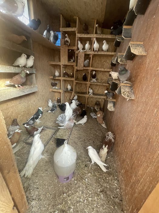 Likwidacja gołebnika