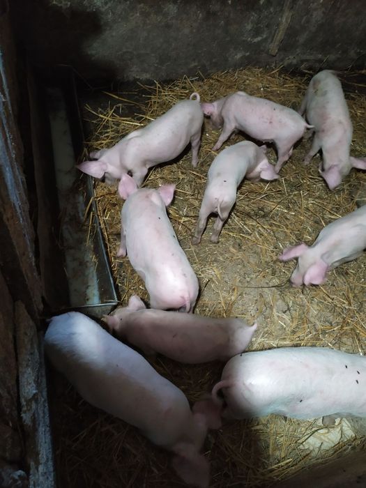 Свинятка 2 місяцьові
