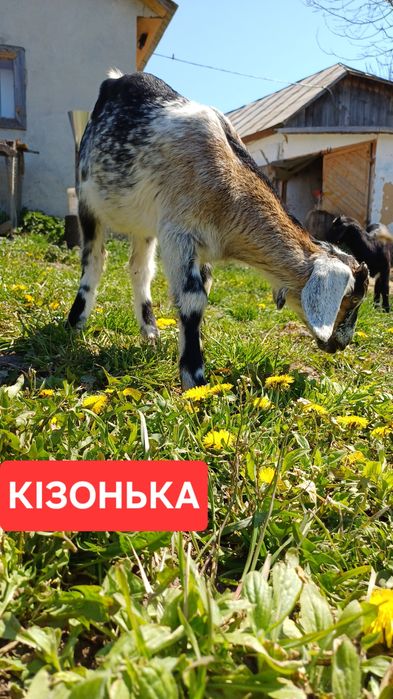 Кози. Козенята. Англонубійські кози. Алпійські кози. Цап.