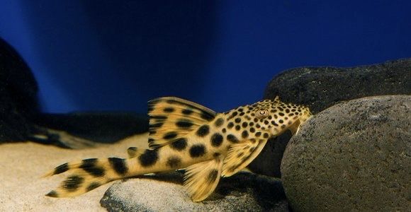 Zbrojnik glonojad L075 sabaji