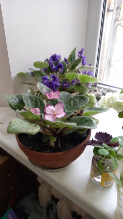 Домашні молоді фіалки , гарні .