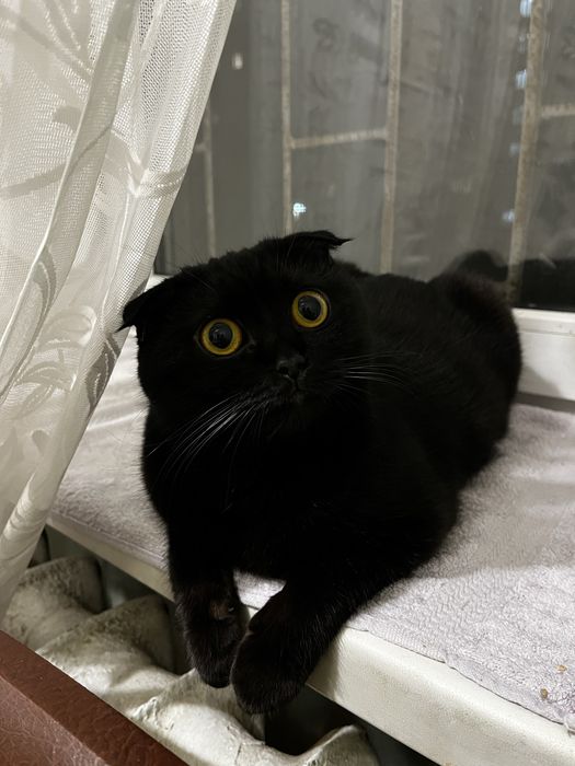 Кошенята шотландські
