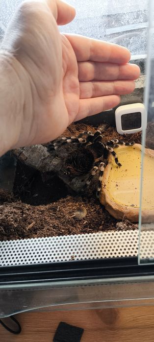 Aacanthoscurria geniculata samica pająk ptasznik