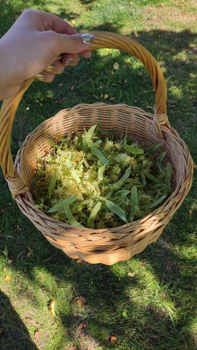 Suszona lipa/ suszony kwiat lipy - 100 g