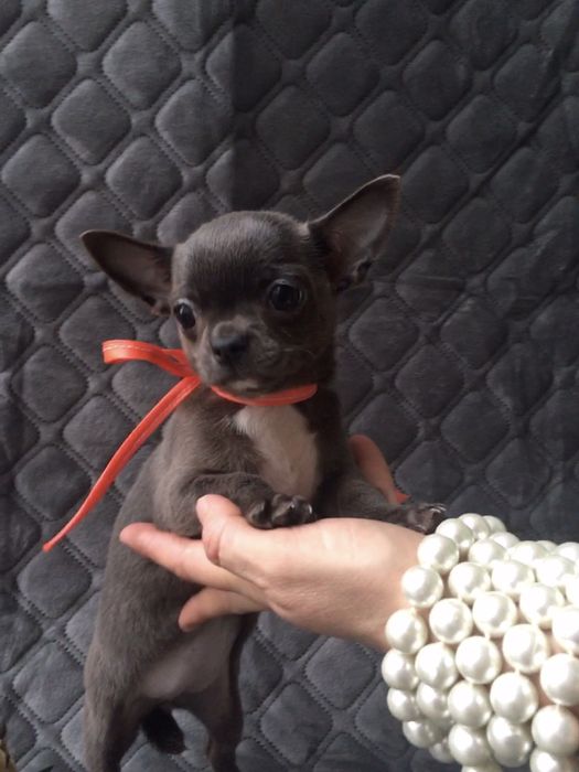 Чіхуа гарні гени