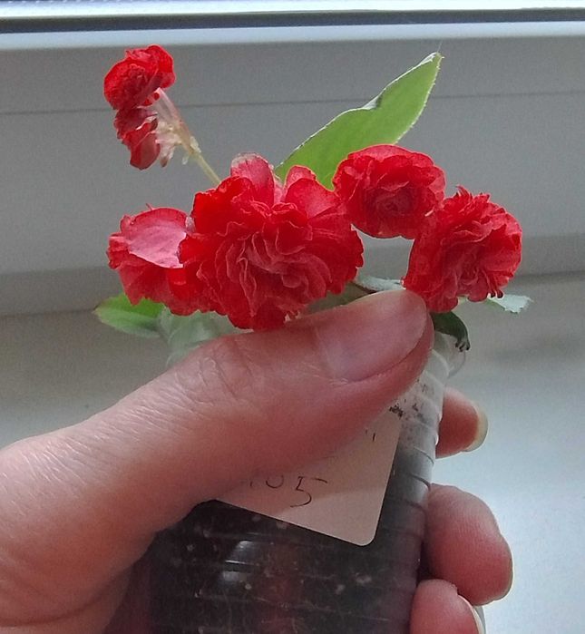 Бегония махровая вечноцветущая розовая, красная и белая