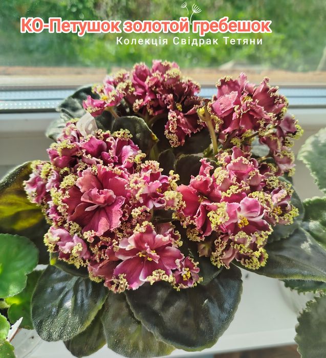 Фіалки сортові ,дітки фіалок ,вкорінені листочки ,свіжозрізані листочк