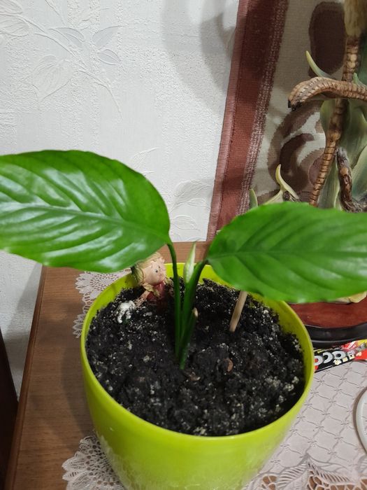 Цветок рождественник шлюмбергер