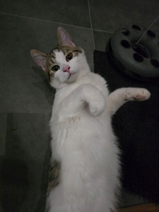 Kot szuka domu kociak do adopcji