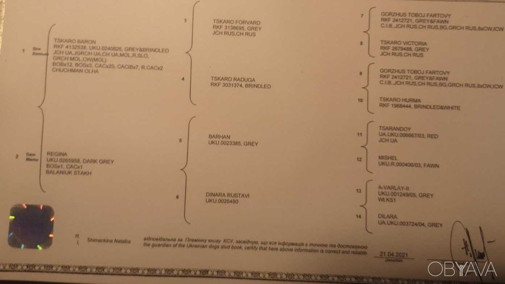 В*язка Кавказькі вівчарки (вовкодави) tsaro baron/regina otaman salam/