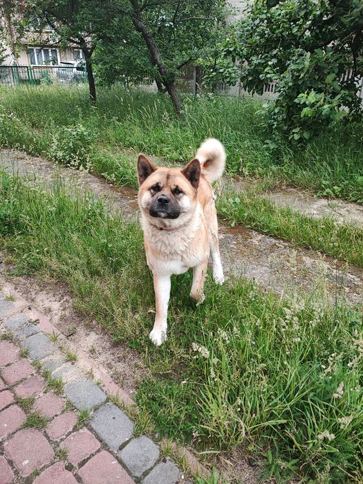 Akita amerykańska do adopcji
