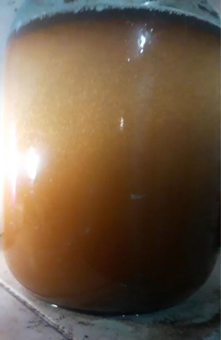 Артемия циста (Artemia salina). Яйца Артемии, яйця артемії