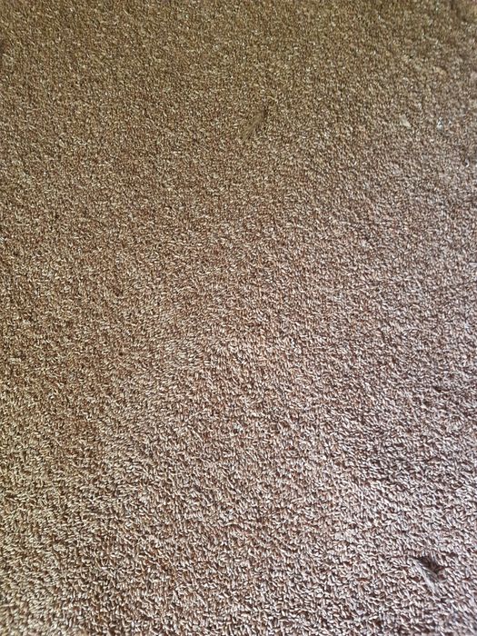 Pszenżyto odmiana Tadeus,Belkanto