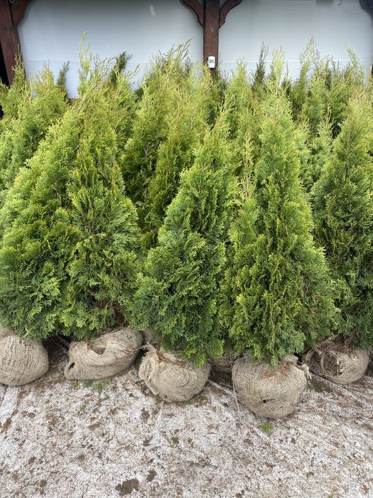 Tuja, tuje szmaragd do 220cm gorzow wlkp