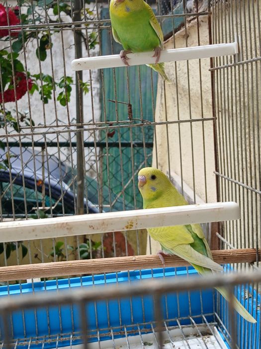Lindos Piriquitos