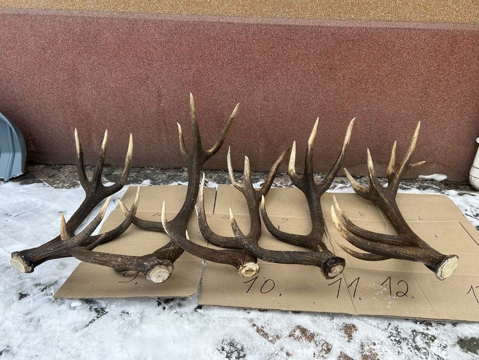 Рога оленя кг 790