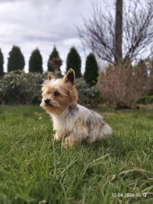 Śliczny piesek Yorkshire terrier