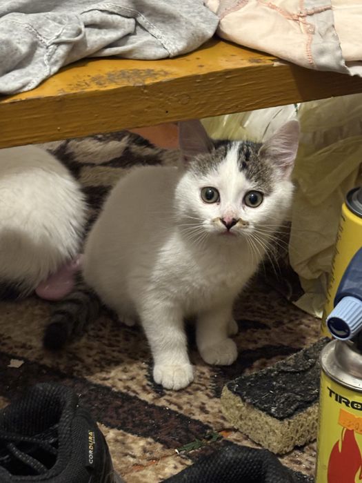 Милі кошенята потребують дому