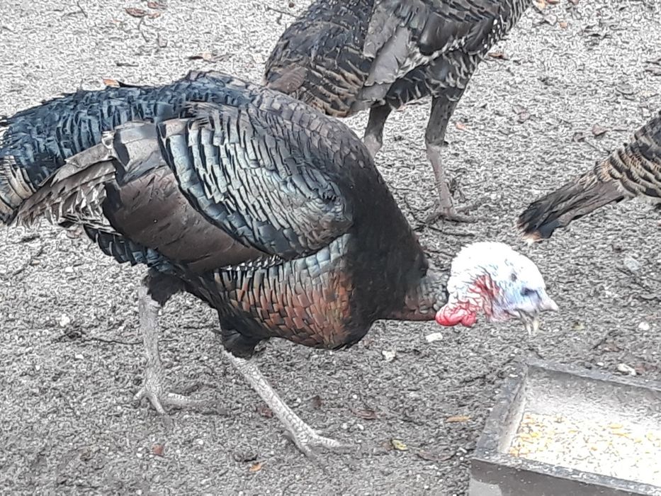 Perus selvagens americanos adultos e jovens