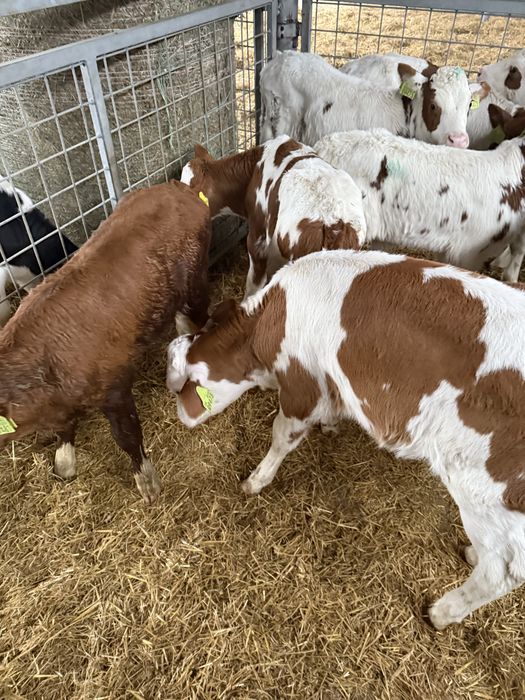 Byczki HF,Krzyzowki, miesne