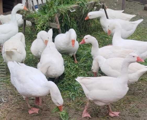 Дорослі домашні гуси Звенигородка