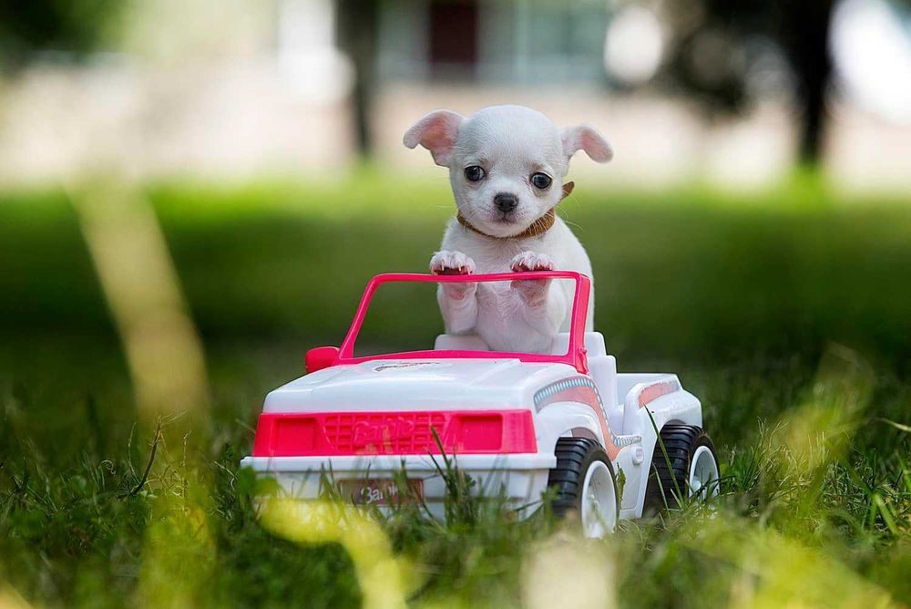 Щенки Чихуахуа ищут дом