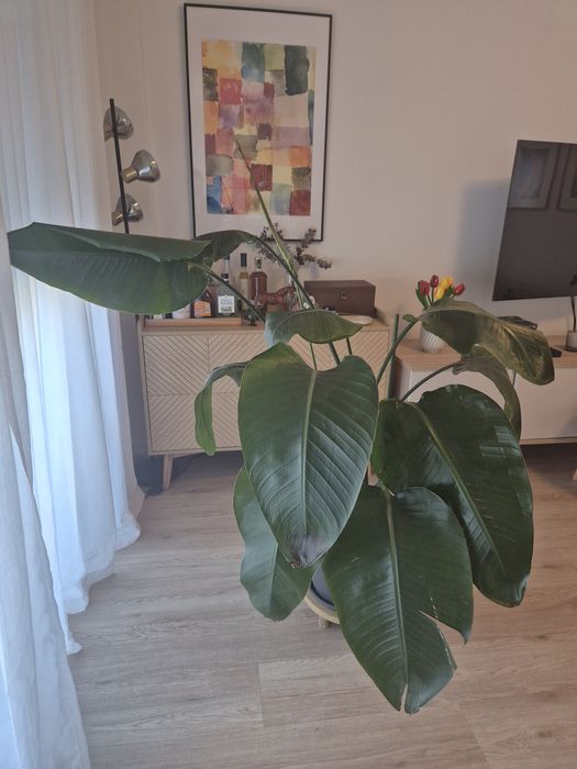 STRELITZIA Planta, Ave-do-paraíso, 27 cm
Grandes folhas verde