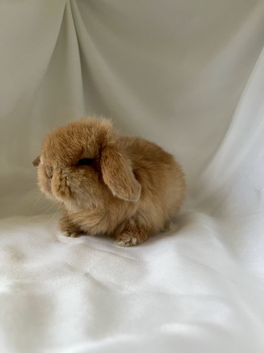 Рижуля.Карликові кролики,баранчики,висловухі