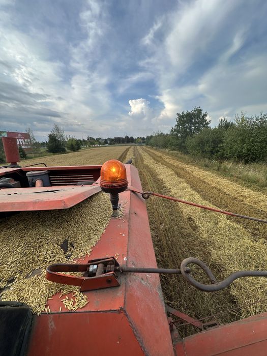 Owies ze zbioru 2025