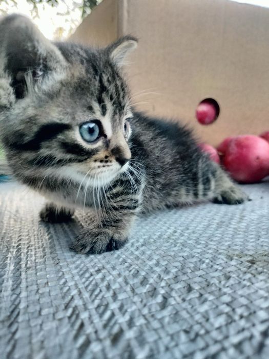 Котик вихований 1,5