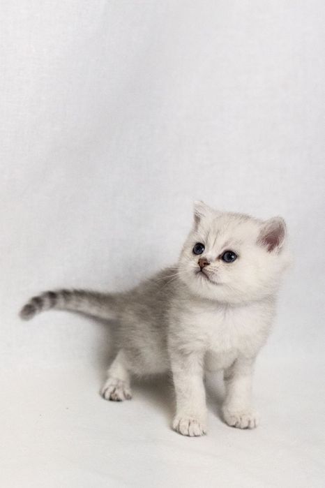 Кошеня британська срібна короткошерста шиншила