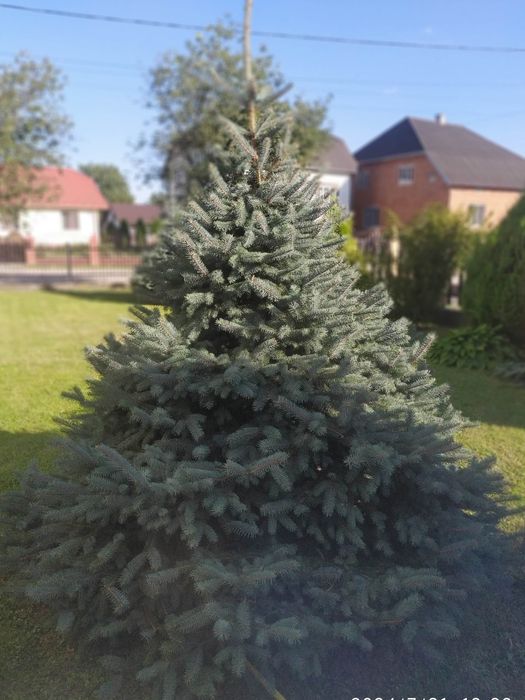 Ялинка голуба...