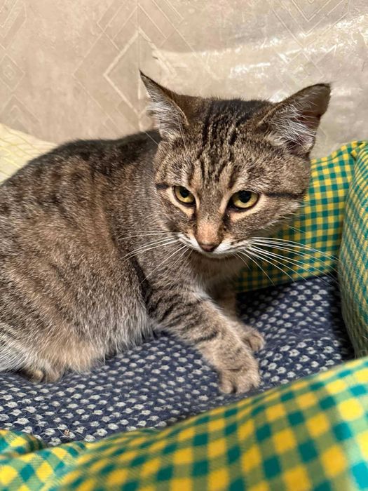 Срочно ищет дом кошечка Ясмина.