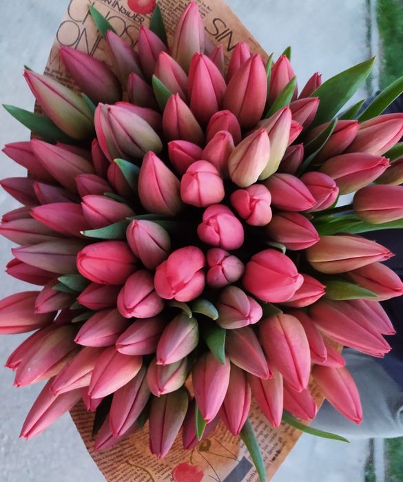 Тюльпани на зріз