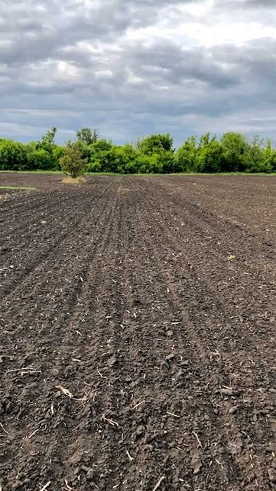 Продається земельна ділянка в с. Лісопитомник Криворізького району.
