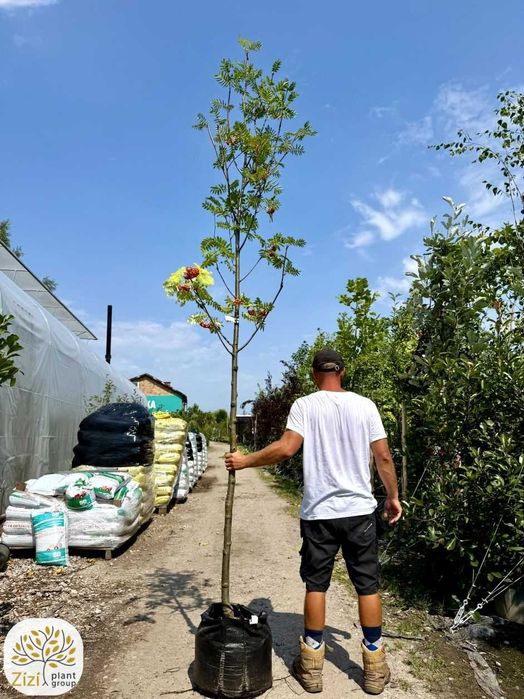 jarząb pospolity, Sorbus aucuparia Wettra, jarzębina obwody 5-12cm
