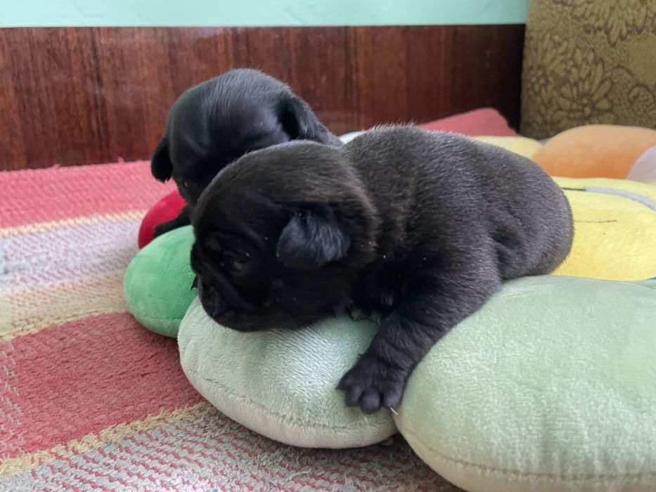 Мопс цуценята, грифон, цверг пінчер, мальтійська болонка