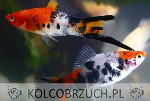 Mieczyk Hellera odmiana KOI - TRICOLOR - Xiphophorus helleri KOHAKU