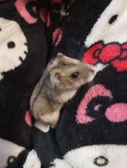 Джунгарські хом'ячки