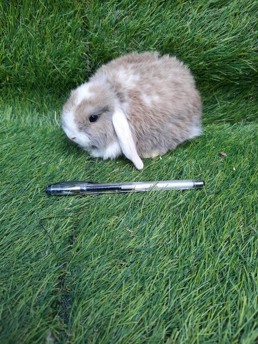 Coelhos anões várias raças