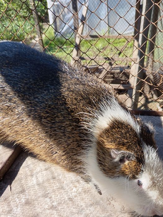 Продам нутр-й,Самцы семимесячные.