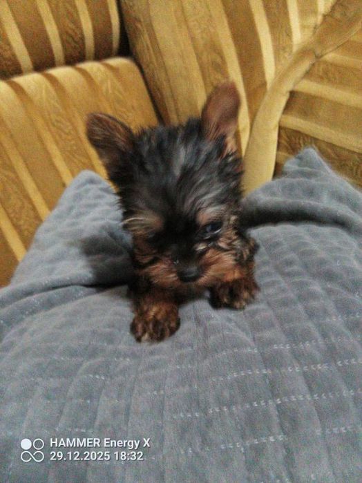 Yorkshire terrier
