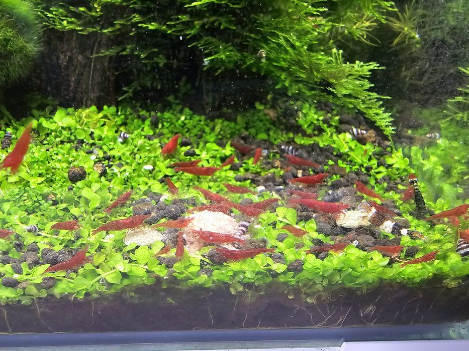 Krewetki Sakura Red, wybarwione